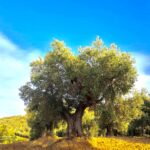 Adopt a Secular Olive Tree