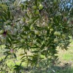 Adotta un Ulivo Giovane